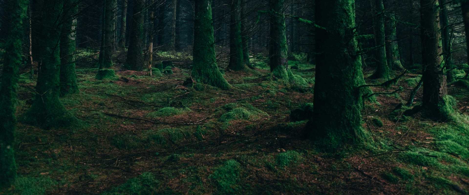 Page header image
